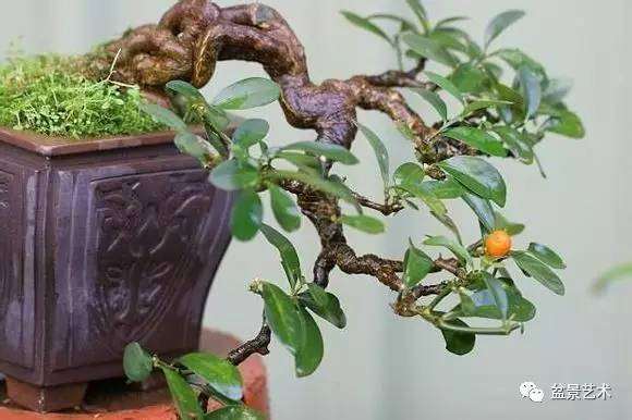 金豆盆景的制作养护