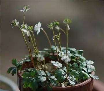 黄连盆景的施肥管理