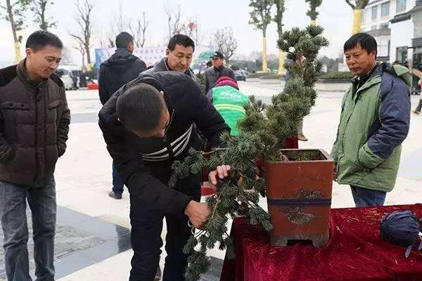 南通的盆景爱好者们,你们真有福!