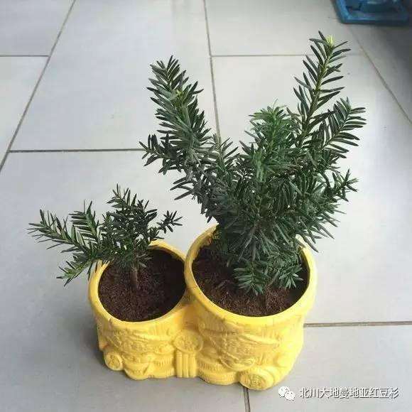 红豆杉盆景养殖的注意要点!