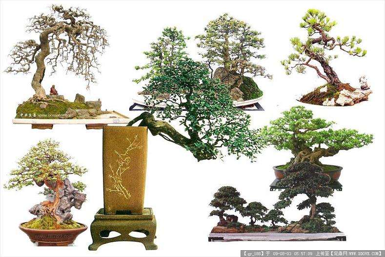 树桩盆景与盆栽植物的区别?【图】