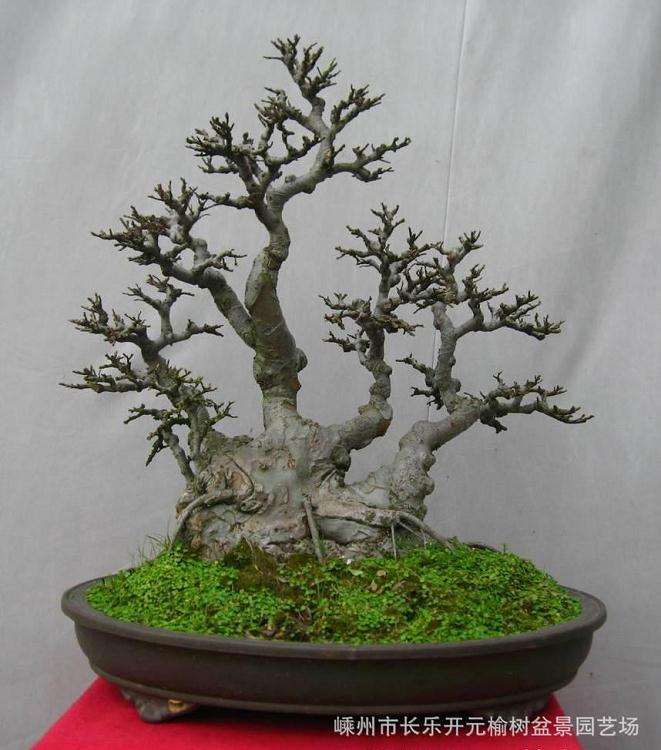 盆景是欧洲具有发展潜力的新兴艺术