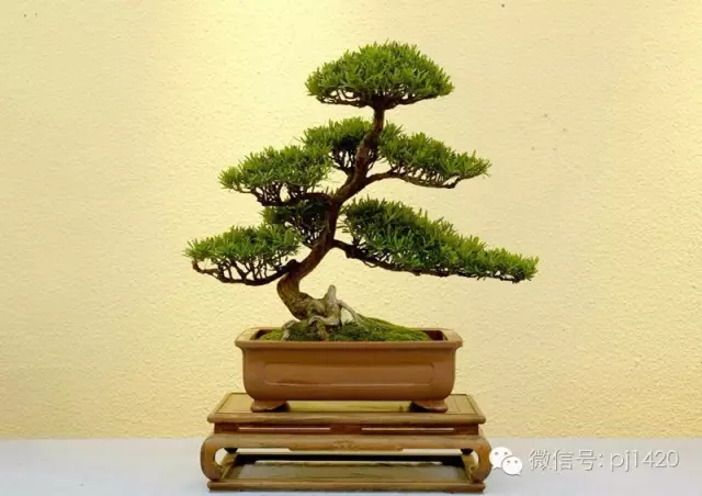 盆景怎么施肥有3个讲究 图片