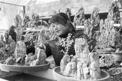 水泉镇130多户农民纷纷制作盆景 增加收入