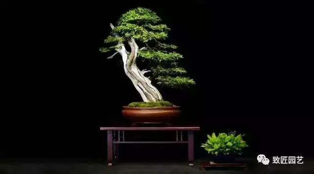 收藏贵族盆景需慎重【图】