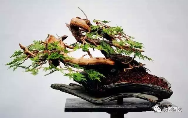 收藏贵族盆景需慎重 图片
