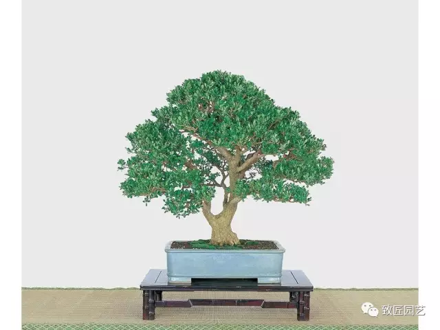 收藏贵族盆景需慎重 图片