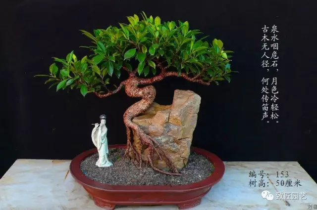 收藏贵族盆景需慎重 图片