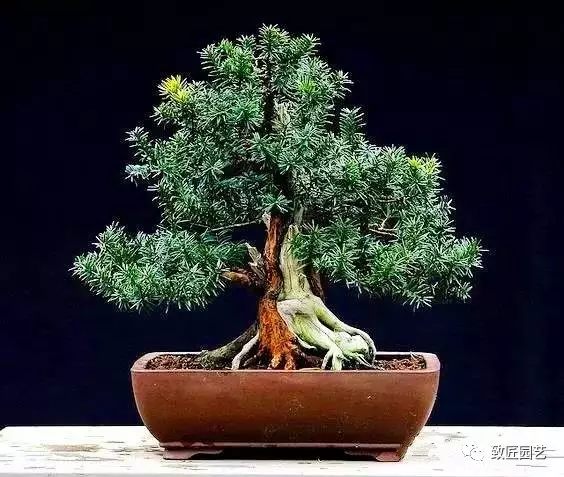 收藏贵族盆景需慎重 图片