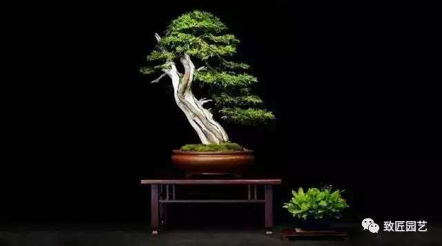 五针松盆景幼苗选择四原则【图】