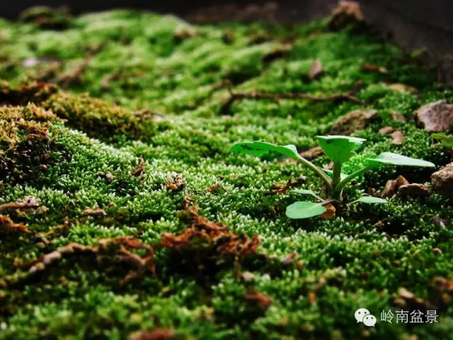 盆景中的青苔养护