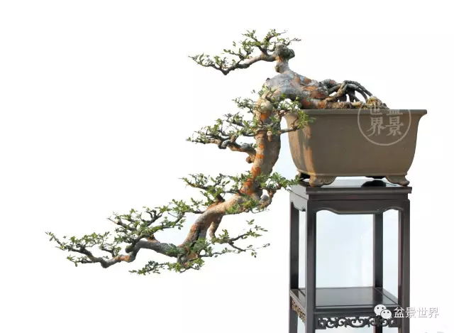 岭南盆景怎么发芽成熟的方法 图片