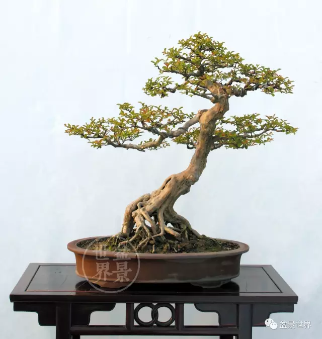 岭南盆景怎么发芽成熟的方法 图片