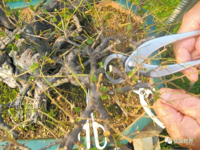 岭南盆景怎么发芽成熟的方法 图片