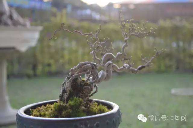 整个盆景制作过程中，最重要的莫过于素材的品质