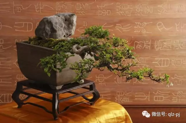 怎样挖掘老桩盆景的素材 图片