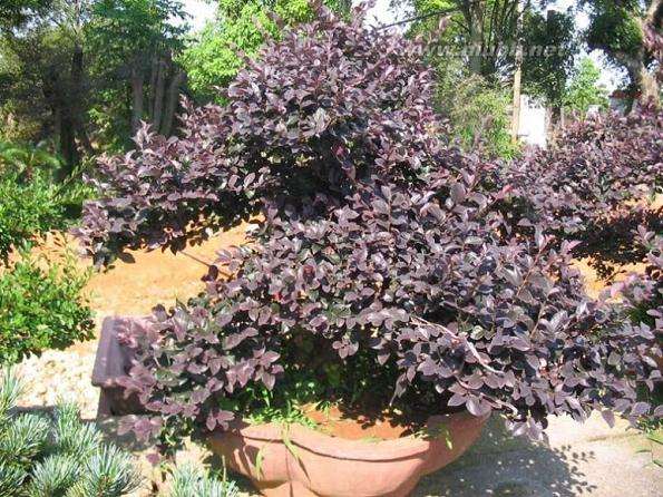 盆景制作的好素材 -- 红花檵木