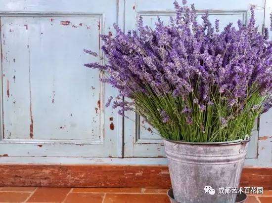 薰衣草盆栽的养护技术