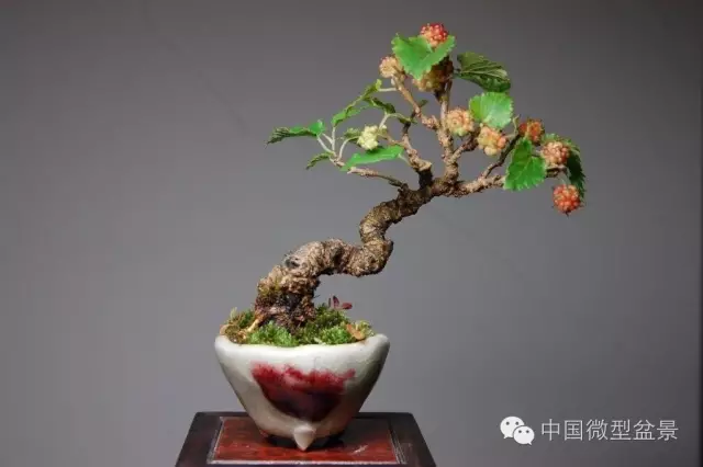 盆景、微型盆景发展史(玩盆景必看)