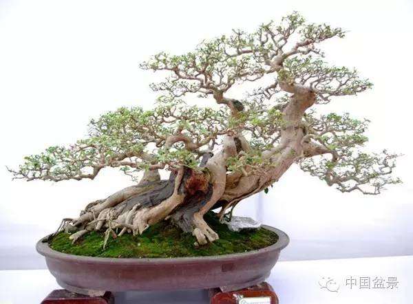 感悟盆景制作的意境美