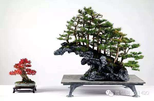 盆景&middot;绝不仅仅将树植于盆那么简单