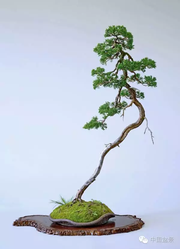 赵庆泉文人树盆景系列讲座 一