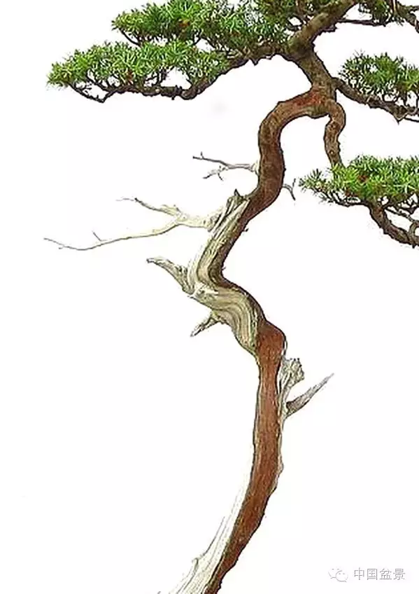 赵庆泉文人树盆景系列讲座 一