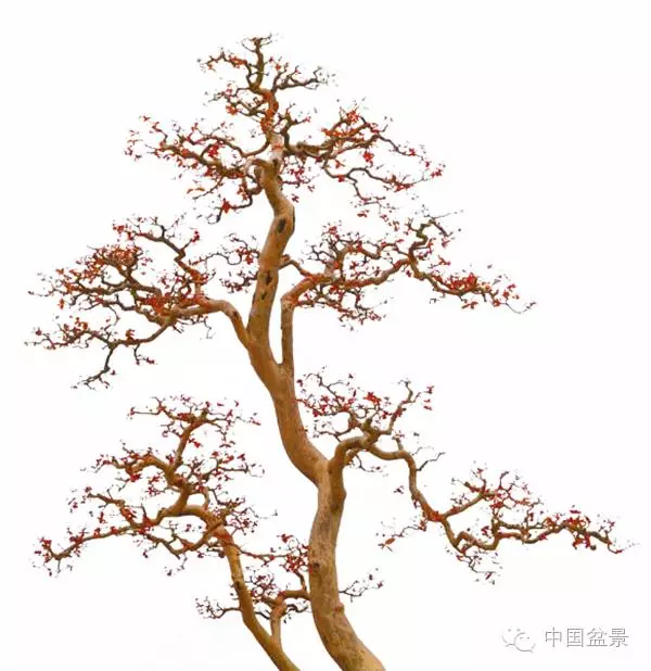 赵庆泉文人树盆景系列讲座 一