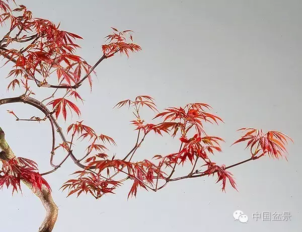 赵庆泉文人树盆景系列讲座 一