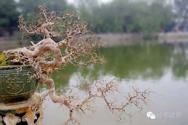 爱上盆景,从此有了诗一般的生活【图】