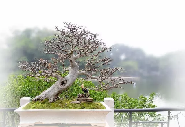 爱上盆景 从此有了诗一般的生活 图片