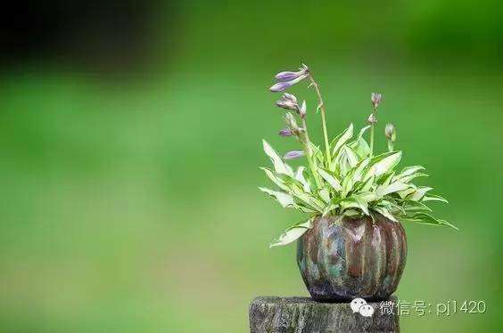 再小的盆景也能开花结果 图片