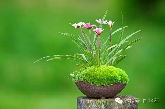 再小的盆景也能开花结果 图片