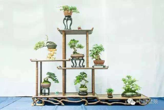 微型小品盆景与山野草同放异彩