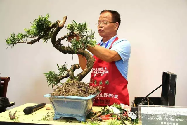 微型小品盆景与山野草同放异彩