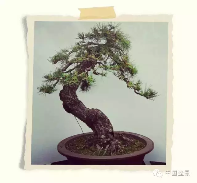 松树盆景的制作要诀是垂枝和露骨 图片