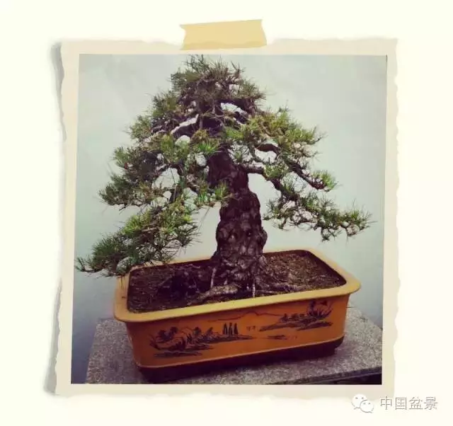 松树盆景的制作要诀是垂枝和露骨 图片