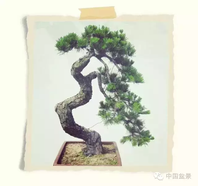 松树盆景的制作要诀是垂枝和露骨 图片