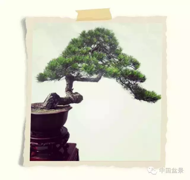 松树盆景的制作要诀是垂枝和露骨 图片