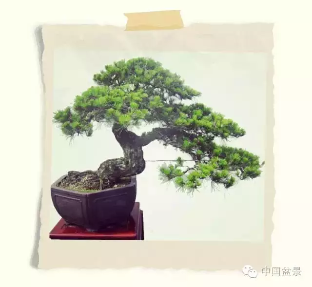 松树盆景的制作要诀是垂枝和露骨 图片