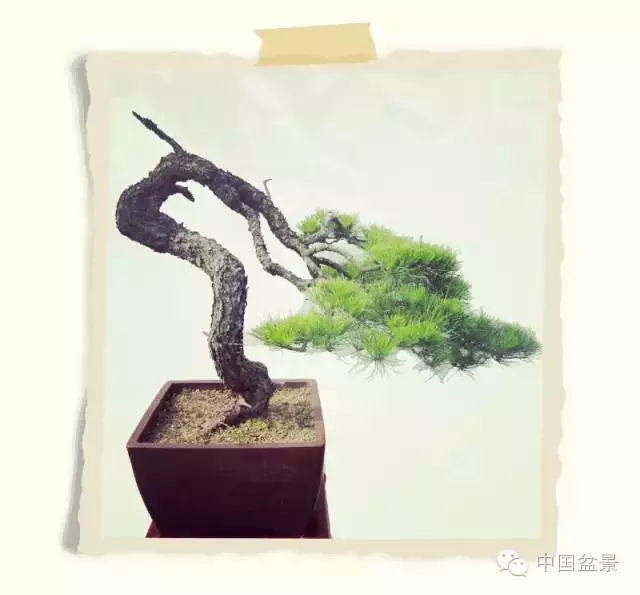 松树盆景的制作要诀是垂枝和露骨 图片