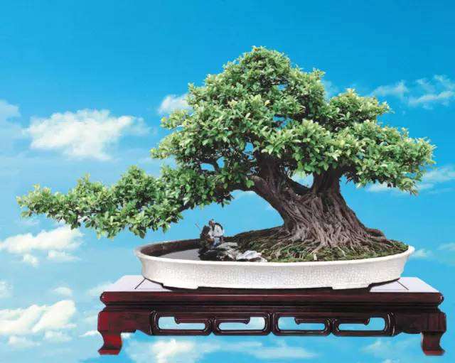 我的天啦!这盆榕树盆景能卖1000万!