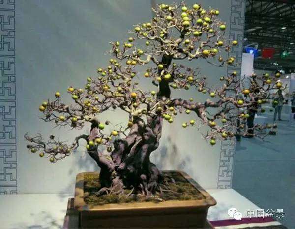 老鸦柿盆景具有良好的开发前景