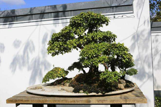 徽派盆景及其风格