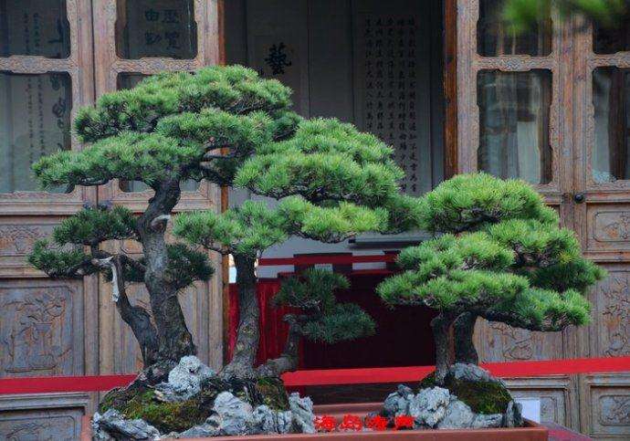 浙派盆景及其风格