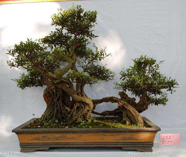 香港盆景及其风格