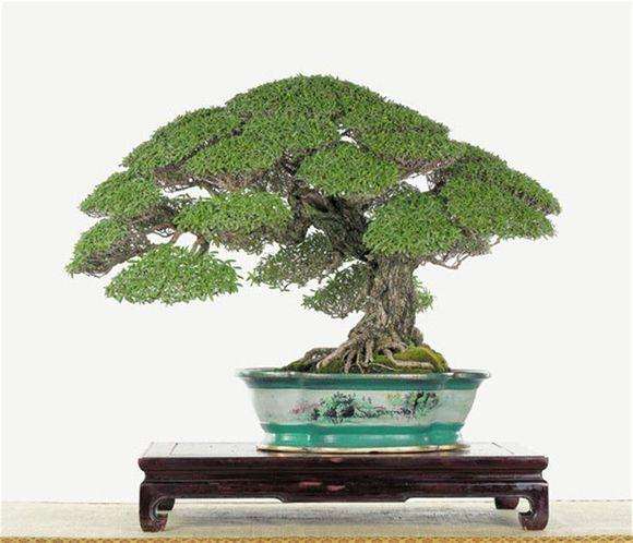 台湾盆景及其风格