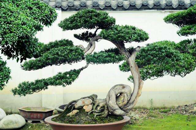 盆景制作的艺术性 主要是看艺术表现手法如何?