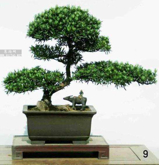 室内盆栽罗汉松的制作与养护四大要点