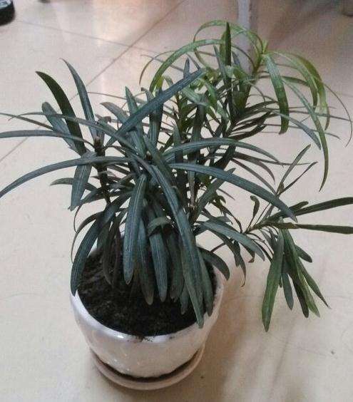 罗汉松小盆栽怎么养?